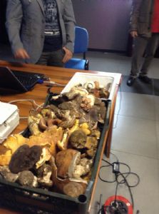 varie tipologie di funghi 2