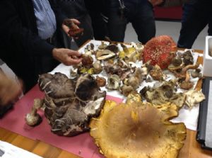 varie tipologie di Funghi