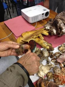 L'analisi dei funghi